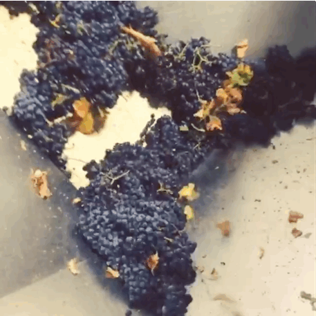 small grape gif